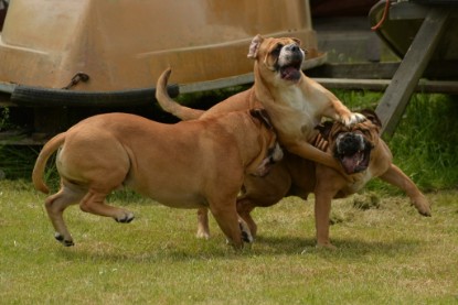 Continental Bulldogs Seeblickbulls Bilderalbum - 31.05.2015 im Garten