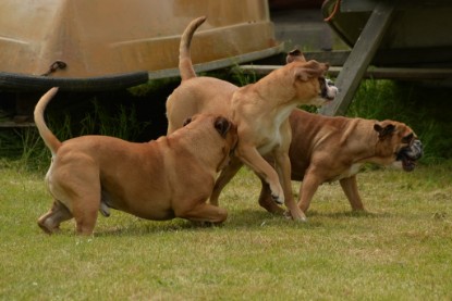 Continental Bulldogs Seeblickbulls Bilderalbum - 31.05.2015 im Garten