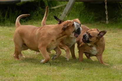 Continental Bulldogs Seeblickbulls Bilderalbum - 31.05.2015 im Garten