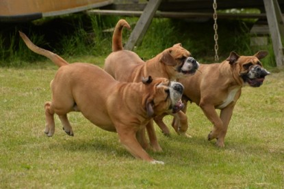 Continental Bulldogs Seeblickbulls Bilderalbum - 31.05.2015 im Garten