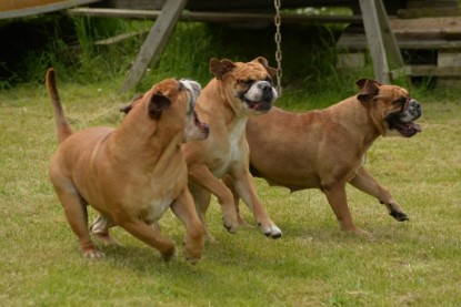 Continental Bulldogs Seeblickbulls Bilderalbum - 31.05.2015 im Garten