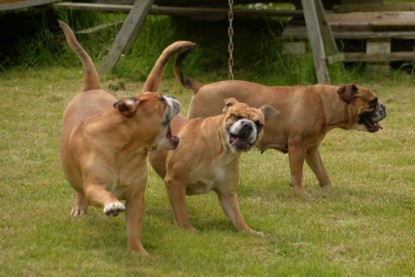 Continental Bulldogs Seeblickbulls Bilderalbum - 31.05.2015 im Garten