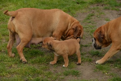 Continental Bulldogs Seeblickbulls Bilderalbum - 31.05.2015 im Garten