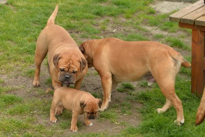 Continental Bulldogs Seeblickbulls Bilderalbum - 31.05.2015 im Garten