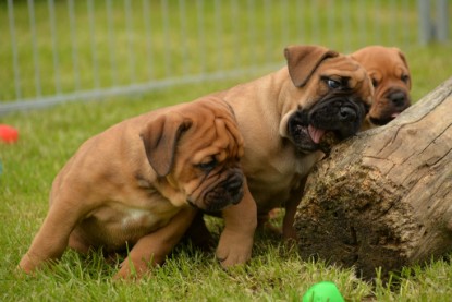 Continental Bulldogs Seeblickbulls Bilderalbum - 31.05.2015 im Garten