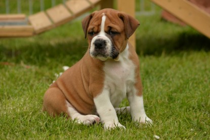 Continental Bulldogs Seeblickbulls Bilderalbum - 31.05.2015 im Garten