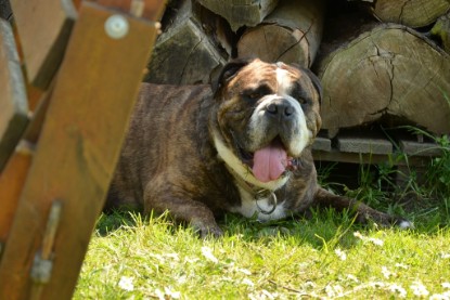 Continental Bulldogs Seeblickbulls Bilderalbum - Attila zu Besuch