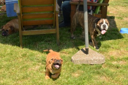 Continental Bulldogs Seeblickbulls Bilderalbum - Attila zu Besuch