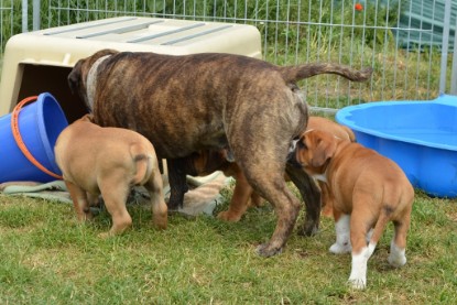 Continental Bulldogs Seeblickbulls Bilderalbum - Attila zu Besuch