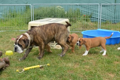 Continental Bulldogs Seeblickbulls Bilderalbum - Attila zu Besuch