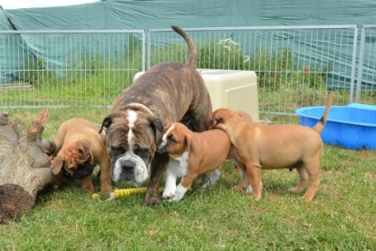 Continental Bulldogs Seeblickbulls Bilderalbum - Attila zu Besuch