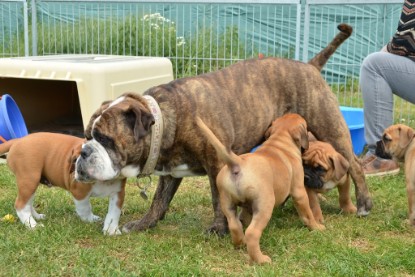 Continental Bulldogs Seeblickbulls Bilderalbum - Attila zu Besuch