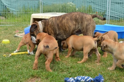 Continental Bulldogs Seeblickbulls Bilderalbum - Attila zu Besuch