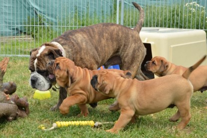 Continental Bulldogs Seeblickbulls Bilderalbum - Attila zu Besuch