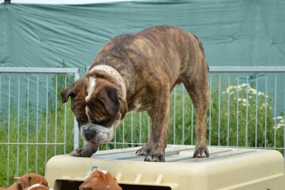 Continental Bulldogs Seeblickbulls Bilderalbum - Attila zu Besuch