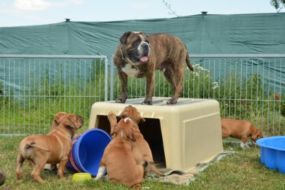 Continental Bulldogs Seeblickbulls Bilderalbum - Attila zu Besuch