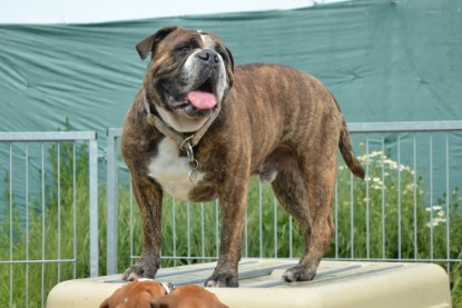 Continental Bulldogs Seeblickbulls Bilderalbum - Attila zu Besuch