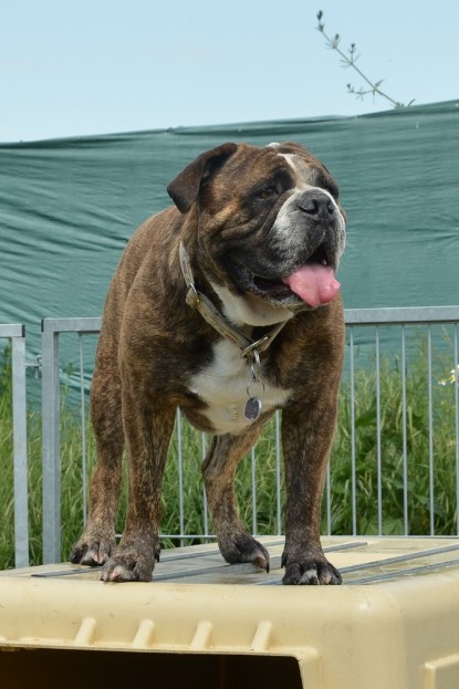 Continental Bulldogs Seeblickbulls Bilderalbum - Attila zu Besuch