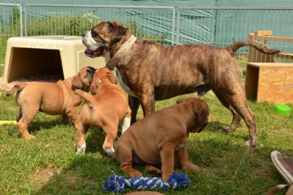 Continental Bulldogs Seeblickbulls Bilderalbum - Attila zu Besuch