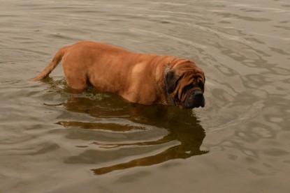 Continental Bulldogs Seeblickbulls Bilderalbum - am See im Juni 2015