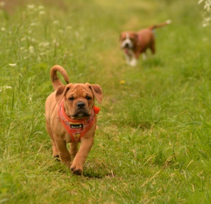 Continental Bulldogs Seeblickbulls Bilderalbum - am See im Juni 2015