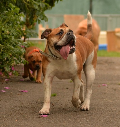 Continental Bulldogs Seeblickbulls Bilderalbum - am See im Juni 2015