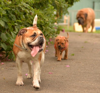 Continental Bulldogs Seeblickbulls Bilderalbum - am See im Juni 2015