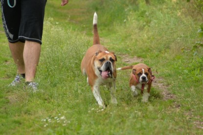 Continental Bulldogs Seeblickbulls Bilderalbum - am See im Juni 2015