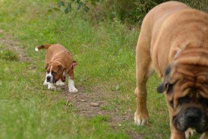 Continental Bulldogs Seeblickbulls Bilderalbum - am See im Juni 2015