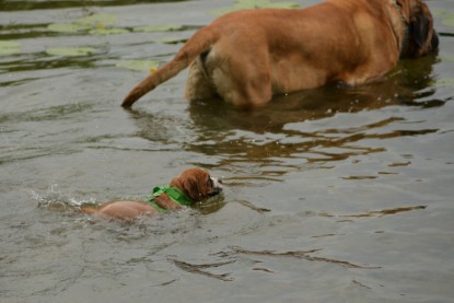 Continental Bulldogs Seeblickbulls Bilderalbum - am See im Juni 2015