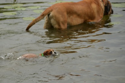 Continental Bulldogs Seeblickbulls Bilderalbum - am See im Juni 2015