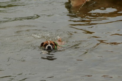 Continental Bulldogs Seeblickbulls Bilderalbum - am See im Juni 2015