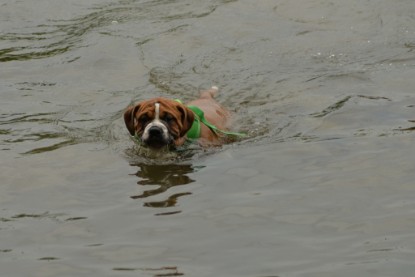 Continental Bulldogs Seeblickbulls Bilderalbum - am See im Juni 2015