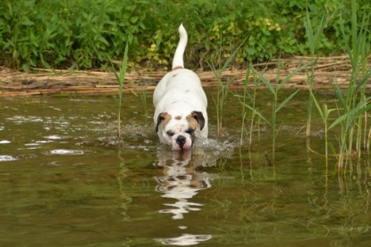 Continental Bulldogs Seeblickbulls Bilderalbum - am See im Juni 2015