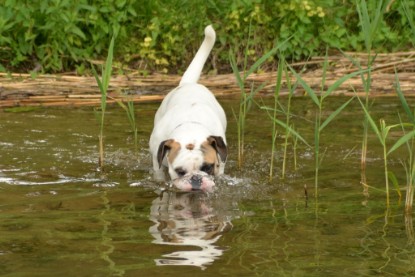 Continental Bulldogs Seeblickbulls Bilderalbum - am See im Juni 2015