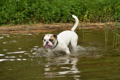 Continental Bulldogs Seeblickbulls Bilderalbum - am See im Juni 2015