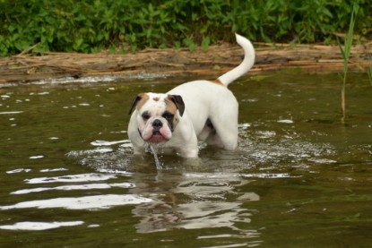 Continental Bulldogs Seeblickbulls Bilderalbum - am See im Juni 2015