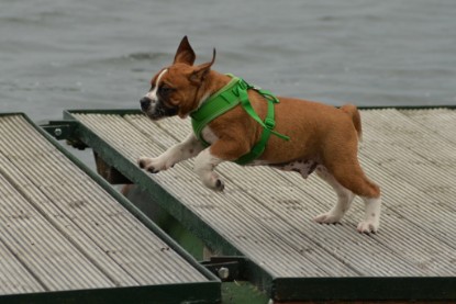 Continental Bulldogs Seeblickbulls Bilderalbum - am See im Juni 2015