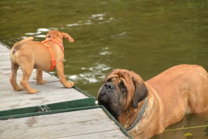 Continental Bulldogs Seeblickbulls Bilderalbum - am See im Juni 2015