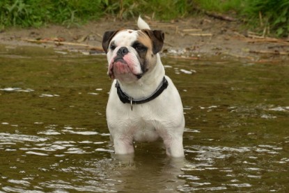 Continental Bulldogs Seeblickbulls Bilderalbum - am See im Juni 2015