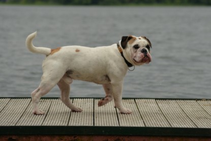 Continental Bulldogs Seeblickbulls Bilderalbum - am See im Juni 2015