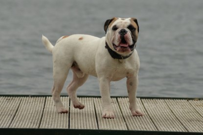 Continental Bulldogs Seeblickbulls Bilderalbum - am See im Juni 2015