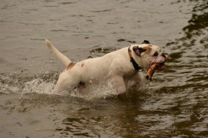 Continental Bulldogs Seeblickbulls Bilderalbum - am See im Juni 2015