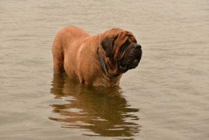 Continental Bulldogs Seeblickbulls Bilderalbum - am See im Juni 2015