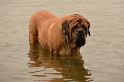 Continental Bulldogs Seeblickbulls Bilderalbum - am See im Juni 2015