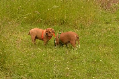 Continental Bulldogs Seeblickbulls Bilderalbum - am See im Juni 2015