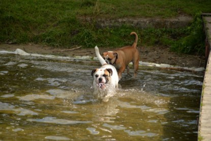 Continental Bulldogs Seeblickbulls Bilderalbum - am See am 15.07.15