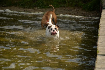 Continental Bulldogs Seeblickbulls Bilderalbum - am See am 15.07.15