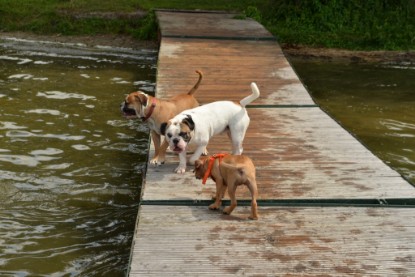 Continental Bulldogs Seeblickbulls Bilderalbum - am See am 15.07.15