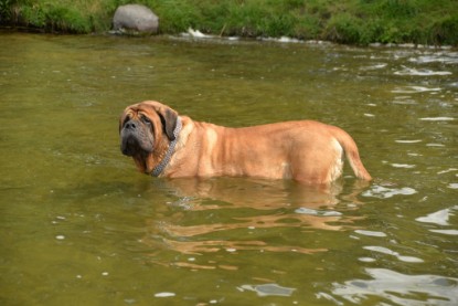 Continental Bulldogs Seeblickbulls Bilderalbum - am See am 15.07.15